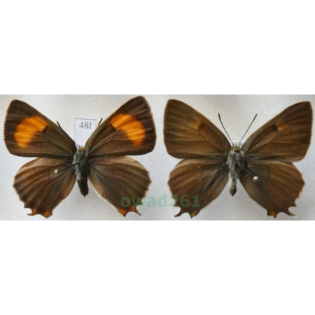 Thecla betulae (Linnaeus, 1758) pair Pazik brzozowiec Czech48l